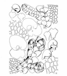 短瓣耳葉苔 短瓣耳葉苔