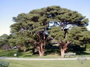 千頭赤松 千頭赤松