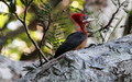 紅頸啄木鳥