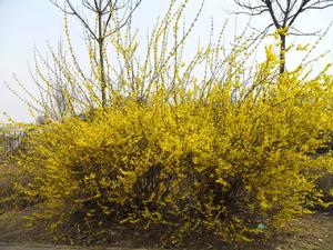 歐洲大花連翹 歐洲大花連翹