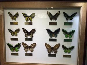 上海昆蟲博物館