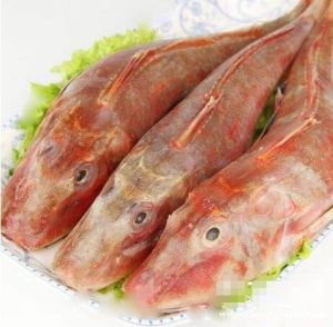 靜紅娘魚 靜紅娘魚