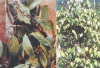 藥用植物胡椒鐮刀菌枯萎病