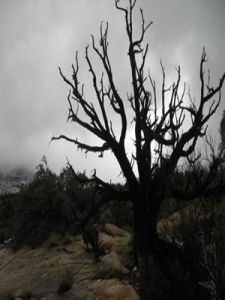 洪荒[特定歷史時期]