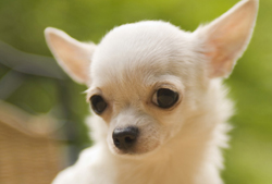 狗狗皮屑全攻略