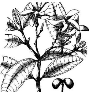 假金桔屬 假金桔屬