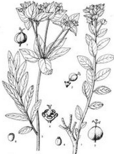 天山大戟 天山大戟