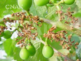 葡萄圓斑根腐病 葡萄圓斑根腐病