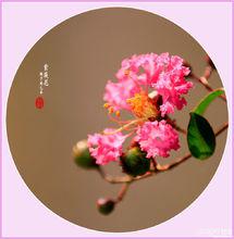 紫薇花[紫薇世界]