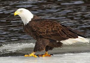 美國國鳥——白頭海雕缺乏食物瀕臨滅絕
