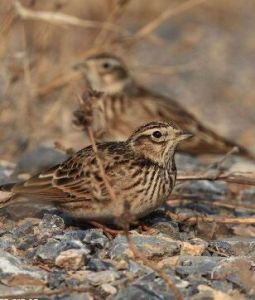雲雀北方亞種 雲雀北方亞種