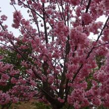 初美人櫻 初美人櫻