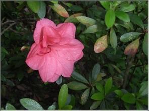 薄片杜鵑 薄片杜鵑