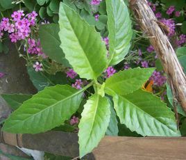 一回羽葉系 一回羽葉系