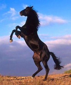 馬[草食性家畜]