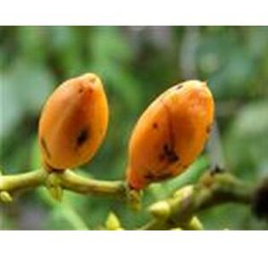 直柄亞組 直柄亞組