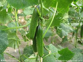 世紀2號 世紀2號