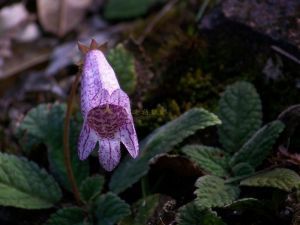多花粗筒苣苔 多花粗筒苣苔