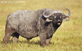 非洲水牛 非洲水牛