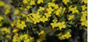 橙花瑞香 橙花瑞香