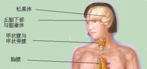 妊娠合併甲狀旁腺功能亢進 妊娠合併甲狀旁腺功能亢進