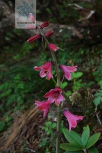 假百合屬 假百合屬