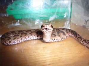 短尾蝮蛇 短尾蝮蛇