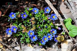 星萼龍膽 星萼龍膽