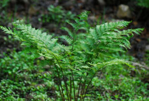 尖阿蹄蓋蕨 尖阿蹄蓋蕨