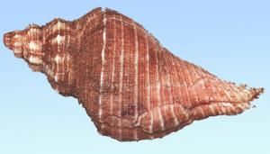 天狗角螺 天狗角螺