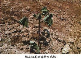 棉花枯萎病 棉花枯萎病
