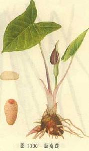 《跌打損傷方》——相關草藥