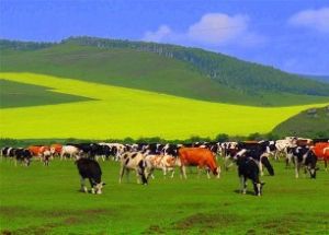 草甸草原 草甸草原