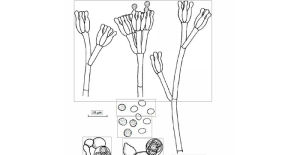 巴恩正青黴 巴恩正青黴