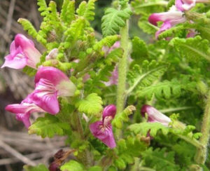 亨氏馬先蒿 亨氏馬先蒿