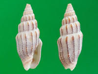 刺繡筆螺 刺繡筆螺