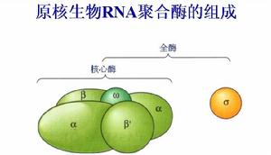 RNA聚合酶