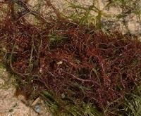 鹿角沙菜 鹿角沙菜