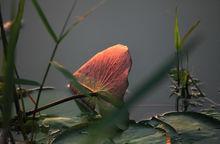 九龍口 風光 名勝古蹟高清大圖4