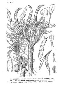 寬葉叢菔 寬葉叢菔
