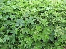 葎草花粉 葎草花粉