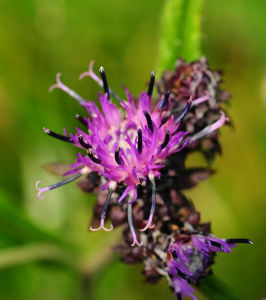 紋苞風毛菊 紋苞風毛菊