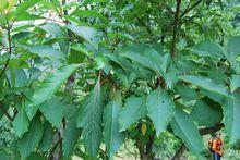 紅油果，香果樹