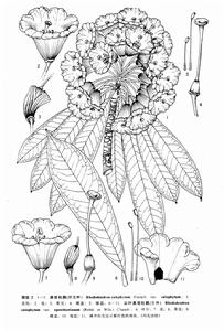 尖葉美容杜鵑 尖葉美容杜鵑