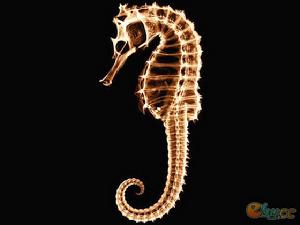 發光生物 發光生物