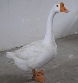 浙東白鵝 浙東白鵝