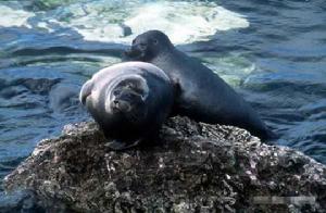 阿里柯謝夫環海豹 阿里柯謝夫環海豹