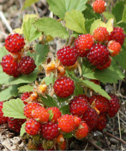 裂萼草莓 裂萼草莓