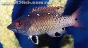 黃點龍魚 黃點龍魚