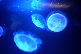 海蜂水母 海蜂水母